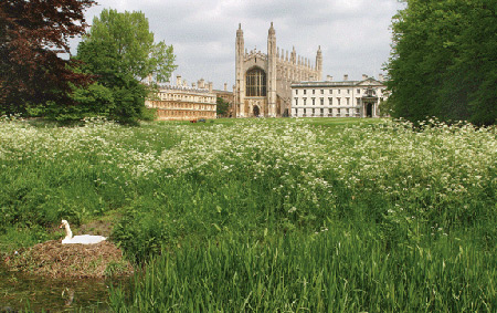 Kings College